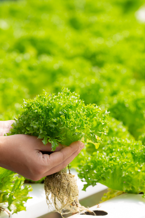 Hydroponics 40 480x720 Hydroponics2